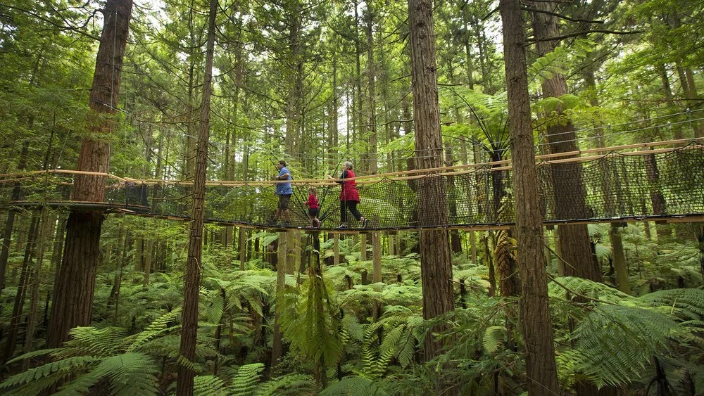 A family of three walks along the Redwoods Treewalk in Rotorua, New Zealand, a suspended wooden walkway high among tall redwood trees, surrounded by lush green forest and ferns below