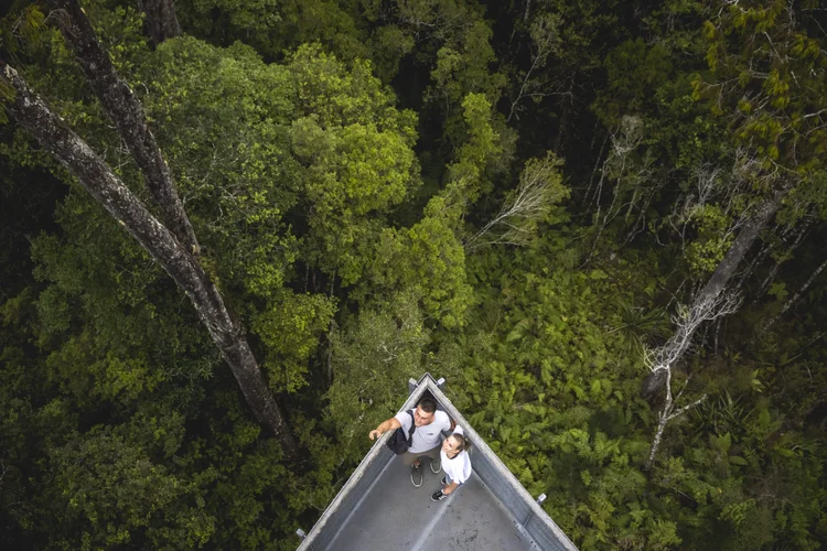 A couple looking up at the trees in the ancient rainforests of Hokitika on the West Coast of New Zealand.
