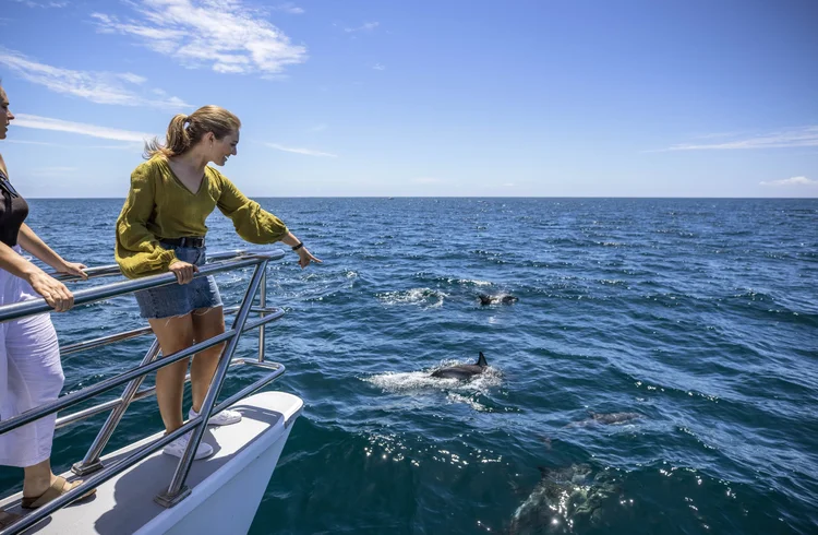 Luxury sailing yacht cruising through the Hauraki Gulf in Auckland, New Zealand, with guests enjoying views of the water and wildlife encounters such as dolphins and seabirds.
