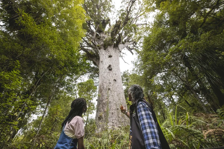 Conservationist and guest observing ancient trees over 2,000 years old along the Tane Mahuta Trails in New Zealand, surrounded by lush native forest and rich natural heritage.
