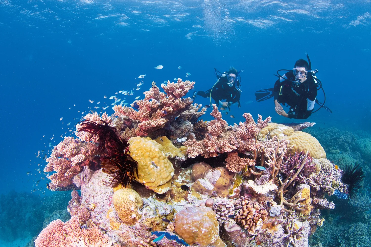 Underwater photo of scuba divers exploring vibrant coral formations in the Great Barrier Reef in Australia.