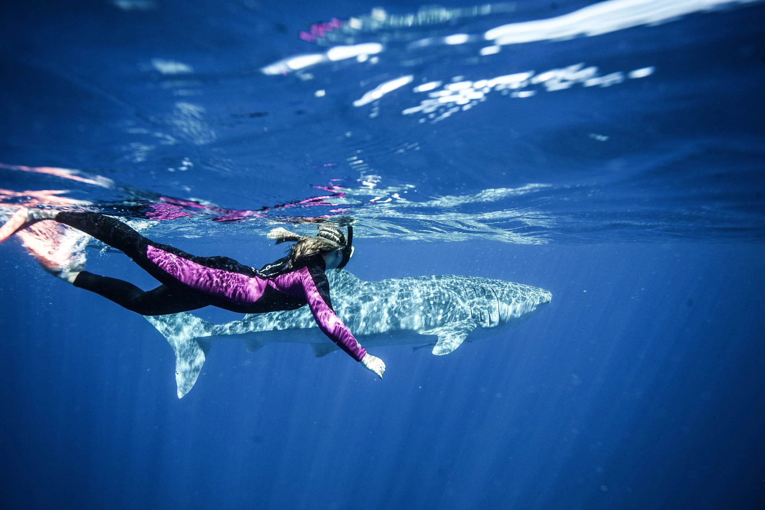 A person in a purple wetsuit swims alongside a spotted whale shark in deep blue water near Ningaloo Reef, Australia.