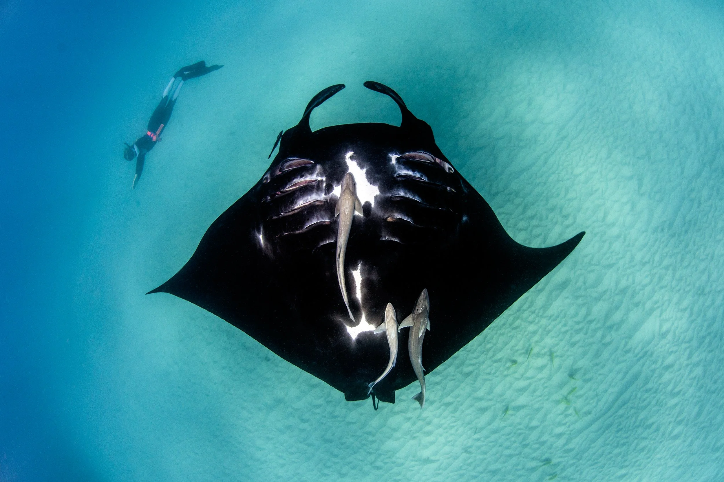 Underwater scene of a large manta ray with a small fish on top and three smaller fish swimming underneath, with a diver in the background.