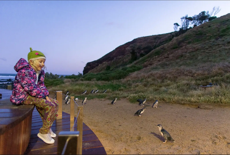 A young girl watches in awe as little penguins waddle ashore during the famous Penguin Parade at dusk on Phillip Island, near Melbourne, Australia, with soft evening light and ocean waves in the background.