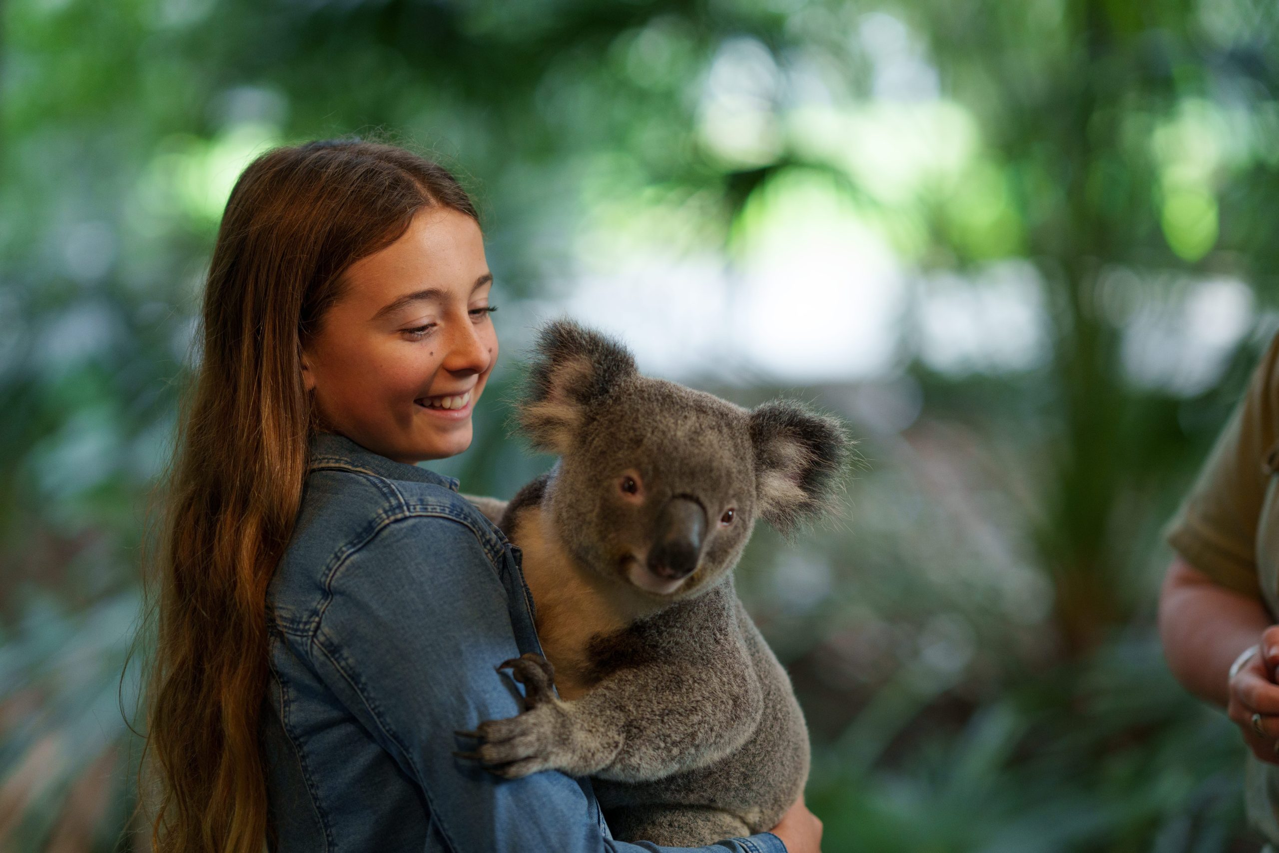 A young girl holds an adorable koala during a zoo visit for families in Australia. She is smiling.
