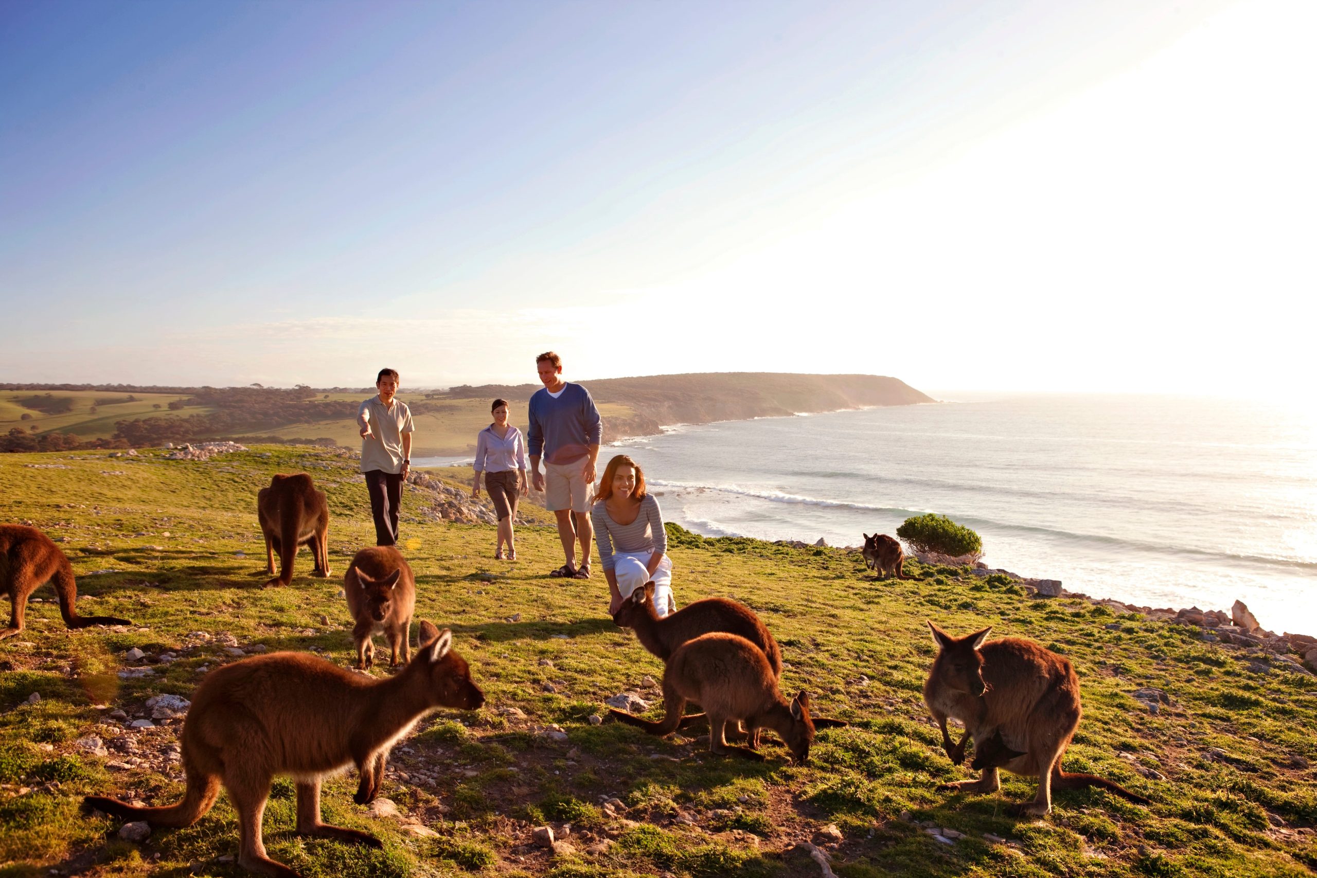 A group of travelers observed kangaroos passing by, Kangaroo Island, Australia.