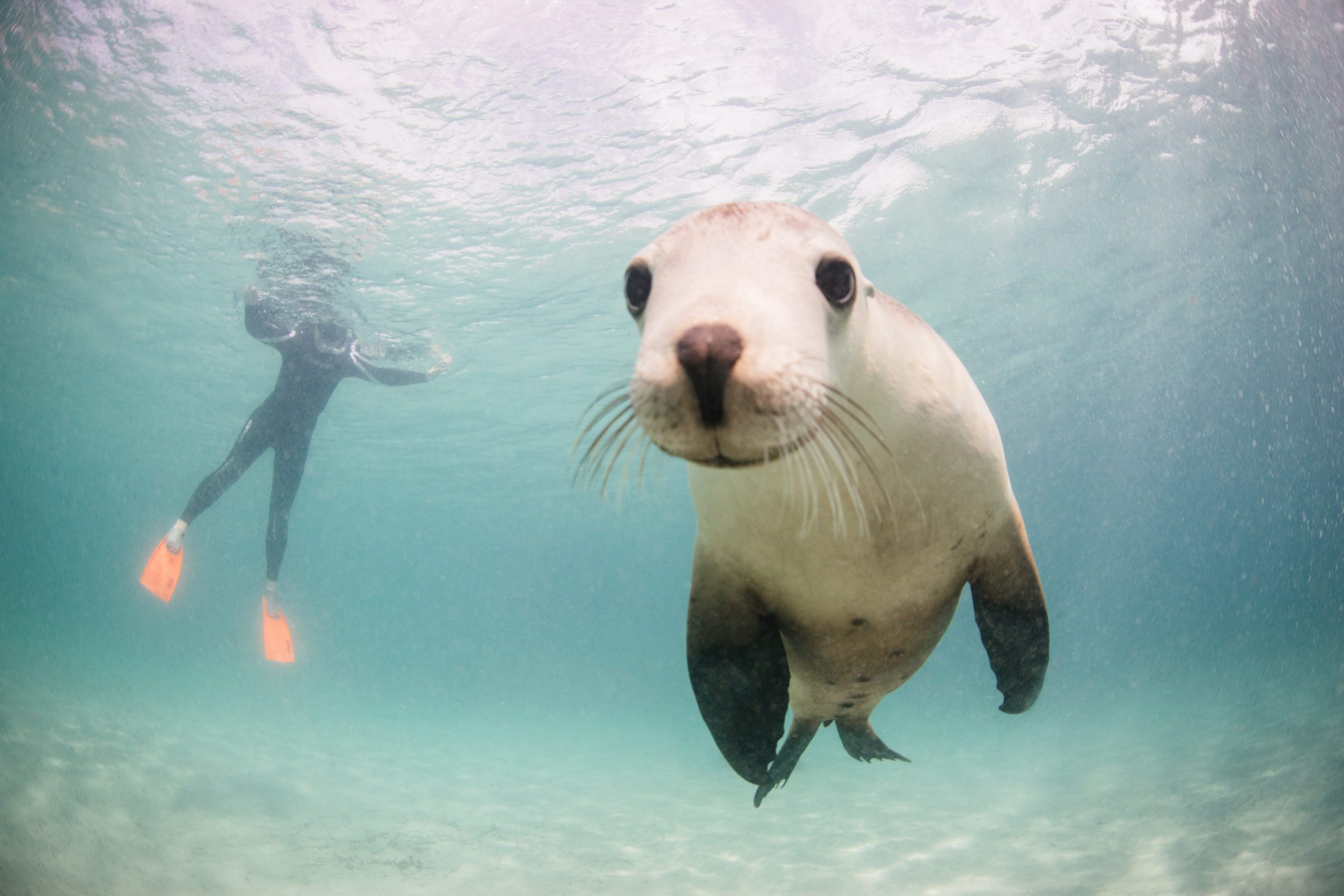Underwater shot of Australian sea lion. A person is diving behind the animal, during a guided coastal safari.